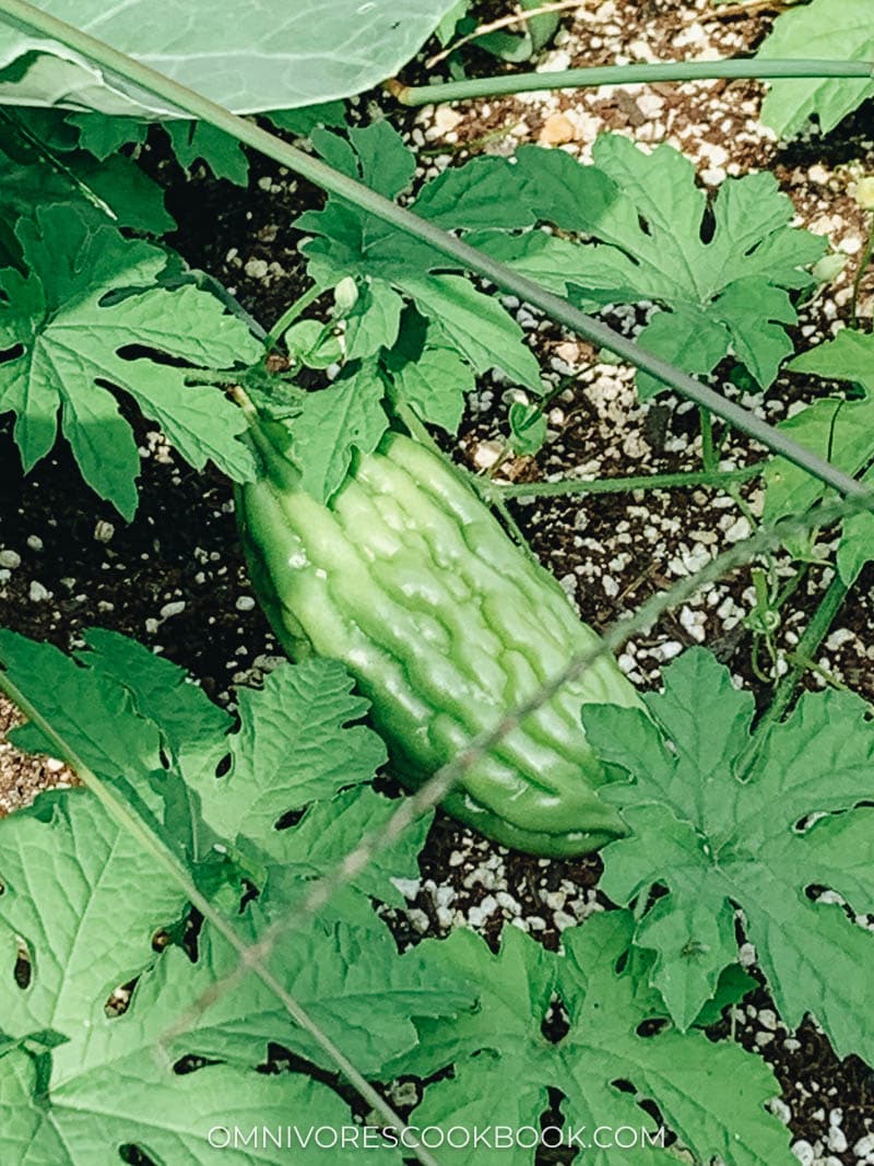 Bitter melon on a vine